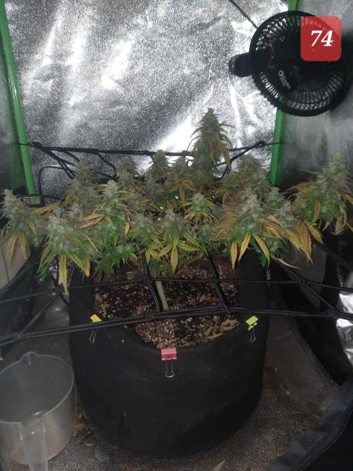 Fast buds purple lemonade auto. Week 11