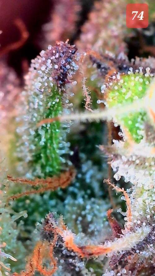 Fast buds purple lemonade auto. Week 11