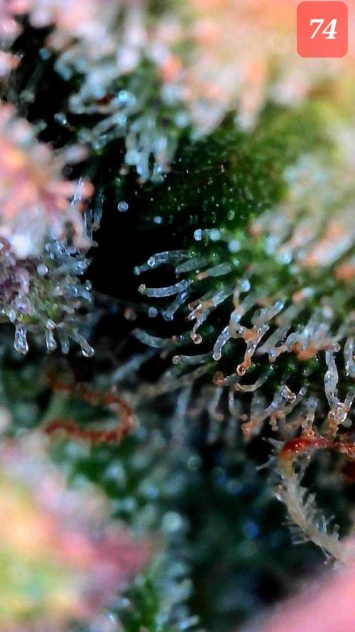 Fast buds purple lemonade auto. Week 11