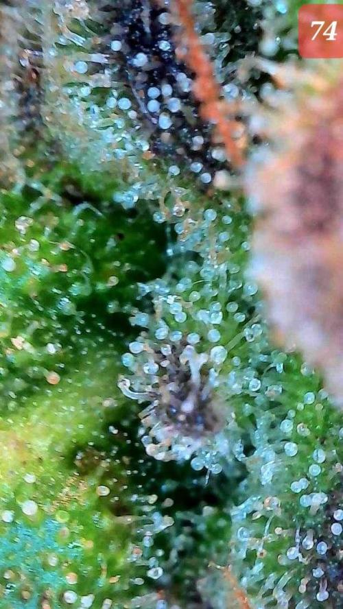 Fast buds purple lemonade auto. Week 11