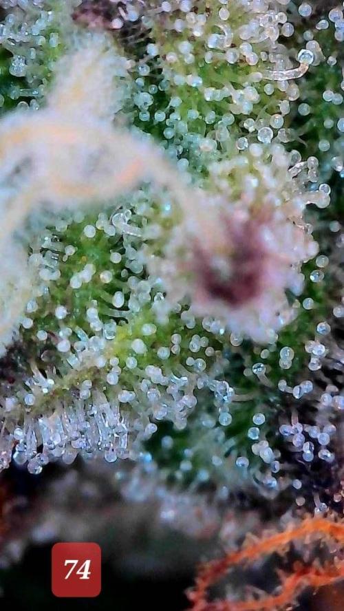 Fast buds purple lemonade auto. Week 11