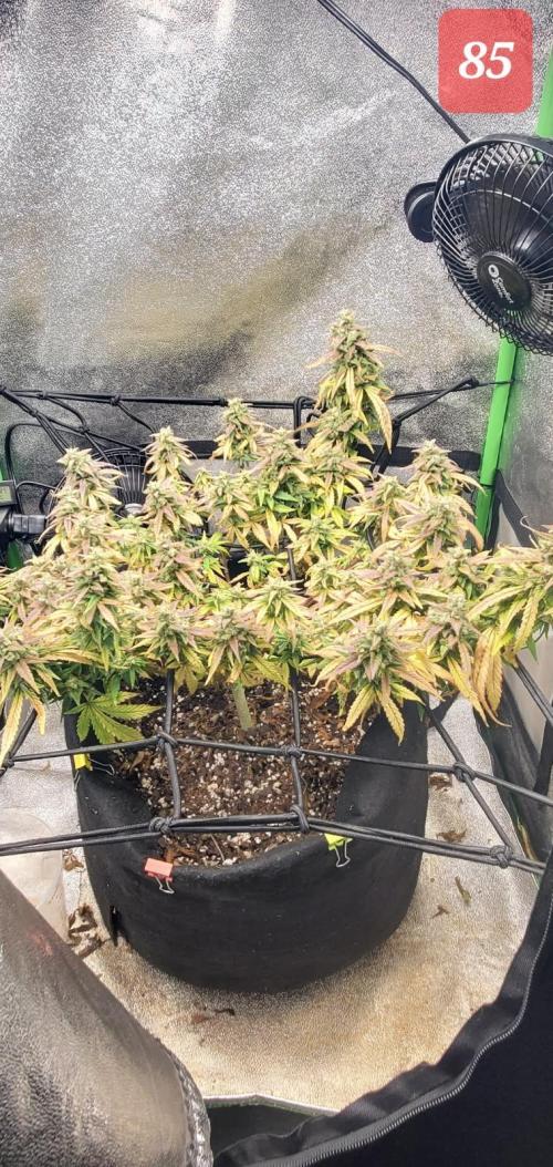 Fast buds purple lemonade auto. Week 12