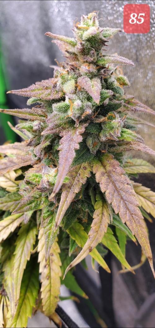 Fast buds purple lemonade auto. Week 12