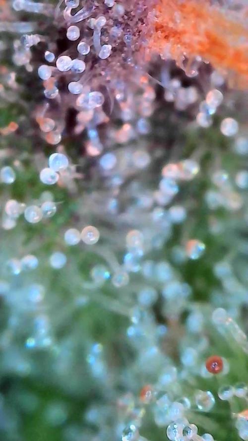 Fast buds purple lemonade auto. Week 12