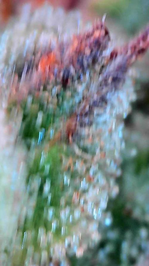 Fast buds purple lemonade auto. Week 12
