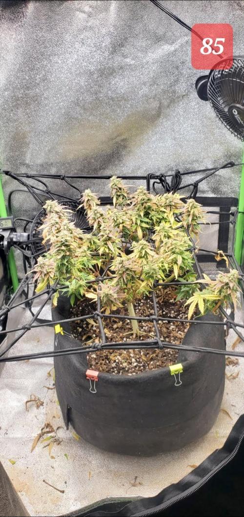 Fast buds purple lemonade auto. Week 12 - Partial chop to get more growth on bottom buds