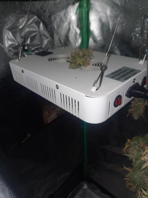 Fast buds purple lemonade auto. Week 13