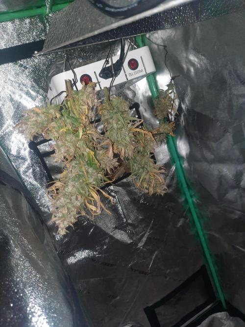 Fast buds purple lemonade auto. Week 13