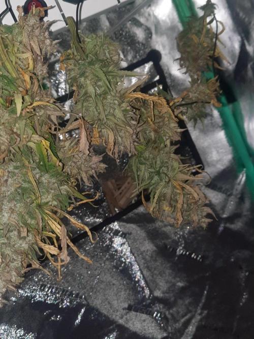 Fast buds purple lemonade auto. Week 13