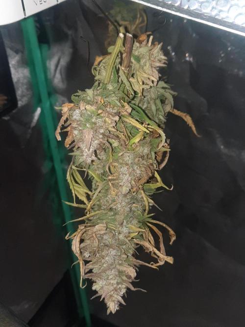 Fast buds purple lemonade auto. Week 13