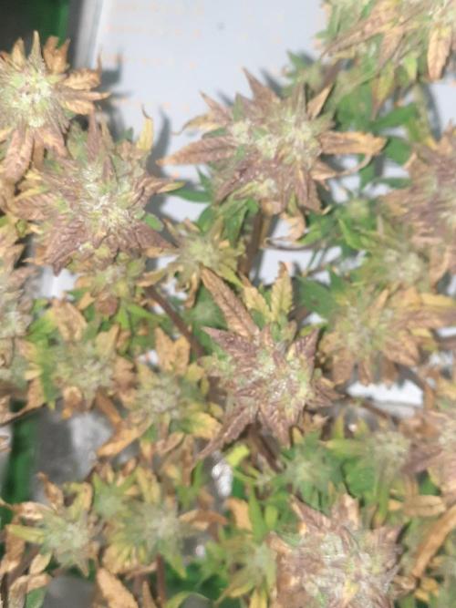 Fast buds purple lemonade auto. Week 13