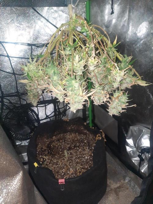 Fast buds purple lemonade auto. Week 13