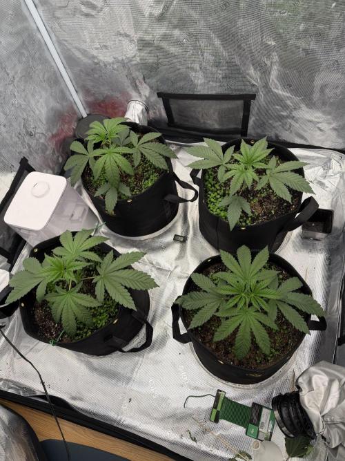 Hyper Za. Week 3