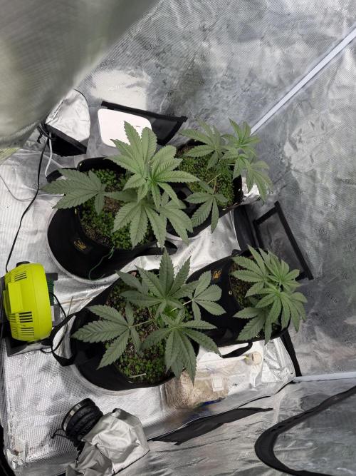 HSC Hyper-Za. Week 4