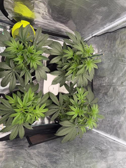 Hyper Za. Week 5
