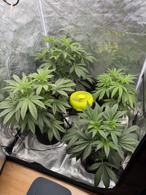 HSC Hyper-Za. Week 7
