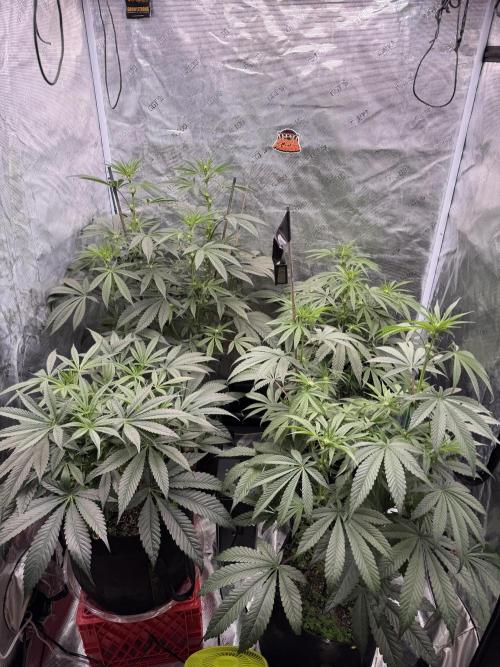 HSC Hyper-Za. Week 8