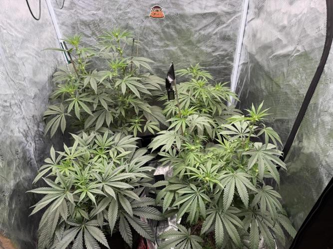 HSC Hyper-Za. Week 8