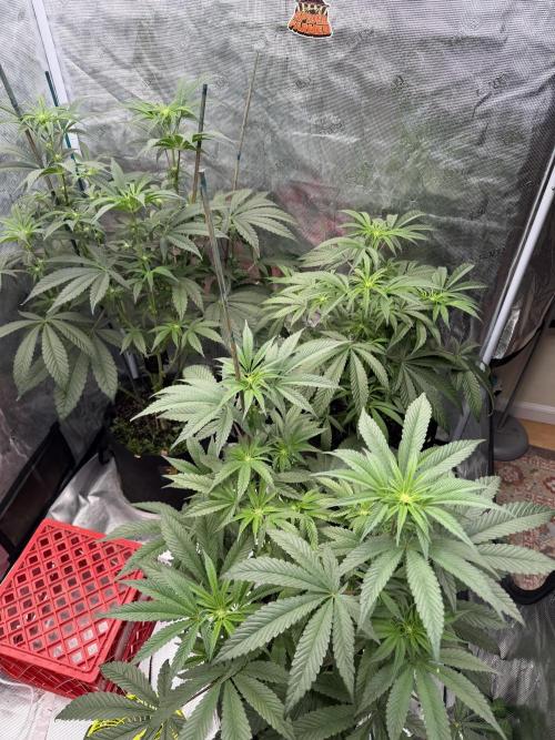 HSC Hyper-Za. Week 8