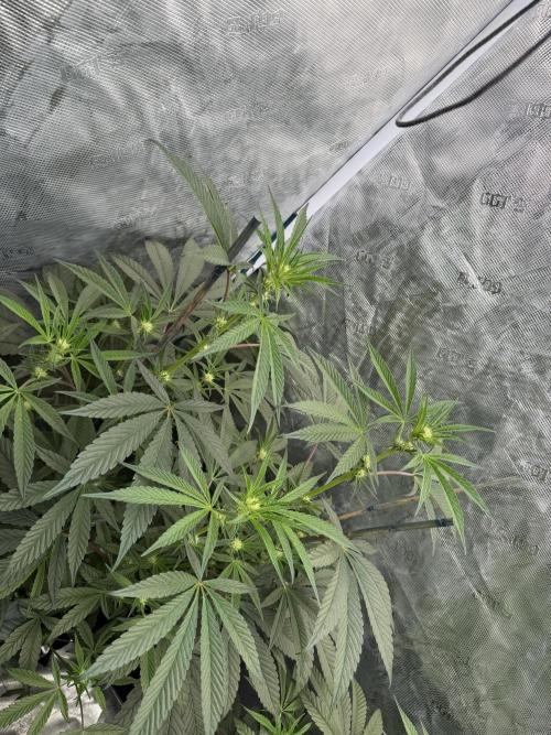 Hyper Za. Week 8