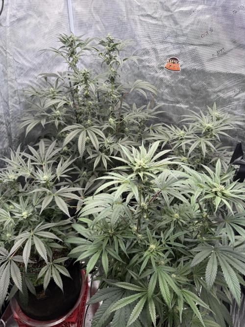 HSC Hyper-Za. Week 10
