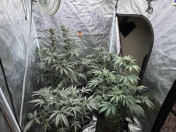 Hyper Za. Week 10