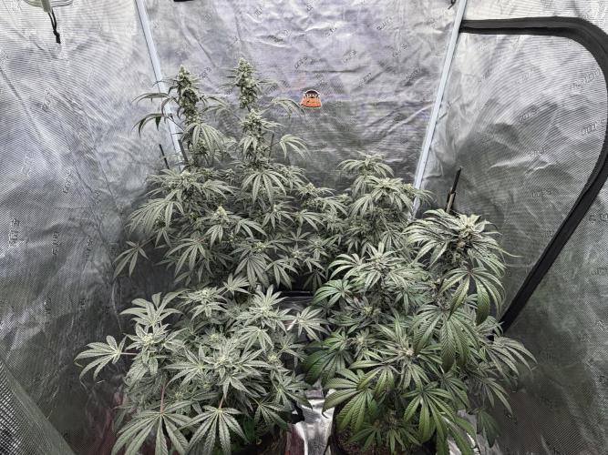 HSC Hyper-Za. Week 12