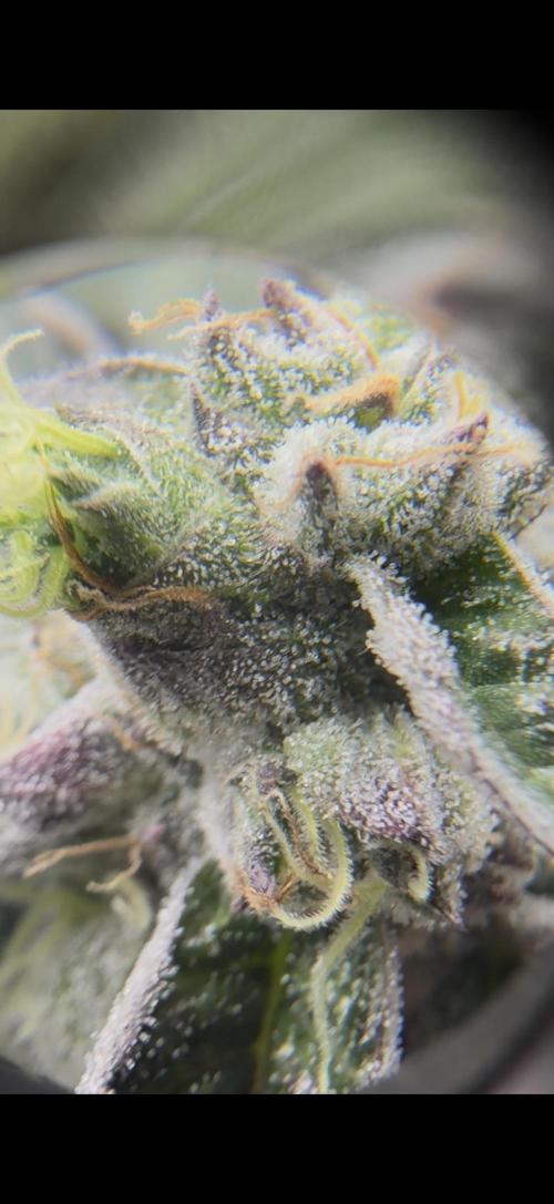 Hyper Za. Week 12