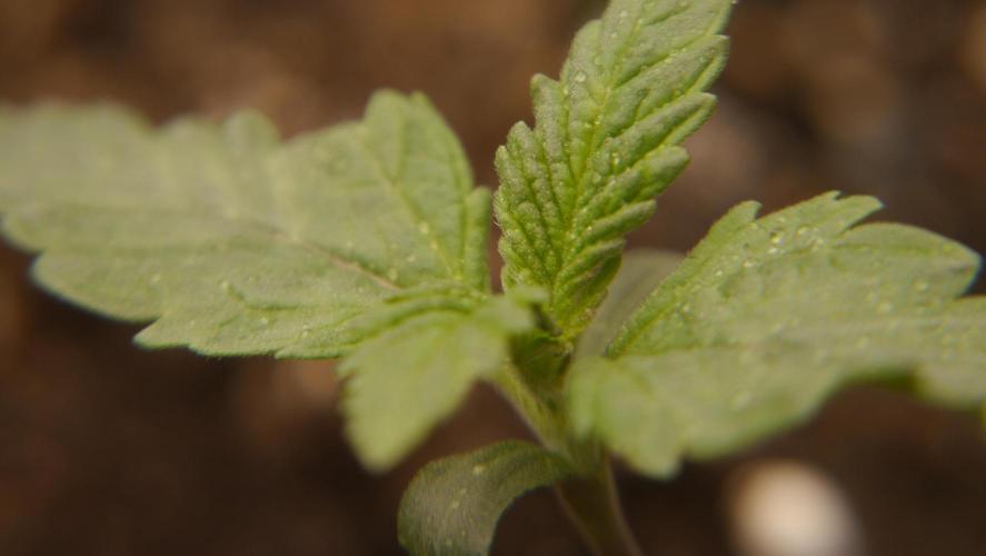 Sour Diesel Auto. Week 2