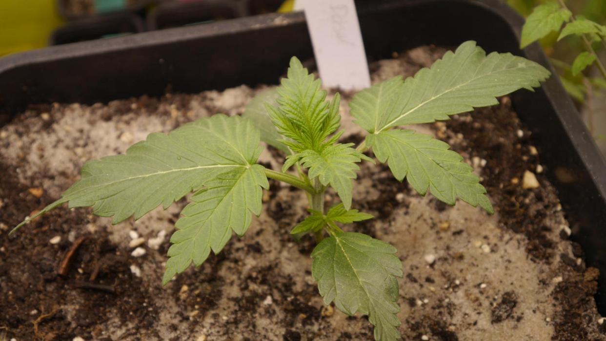 Sour Diesel Auto. Week 3