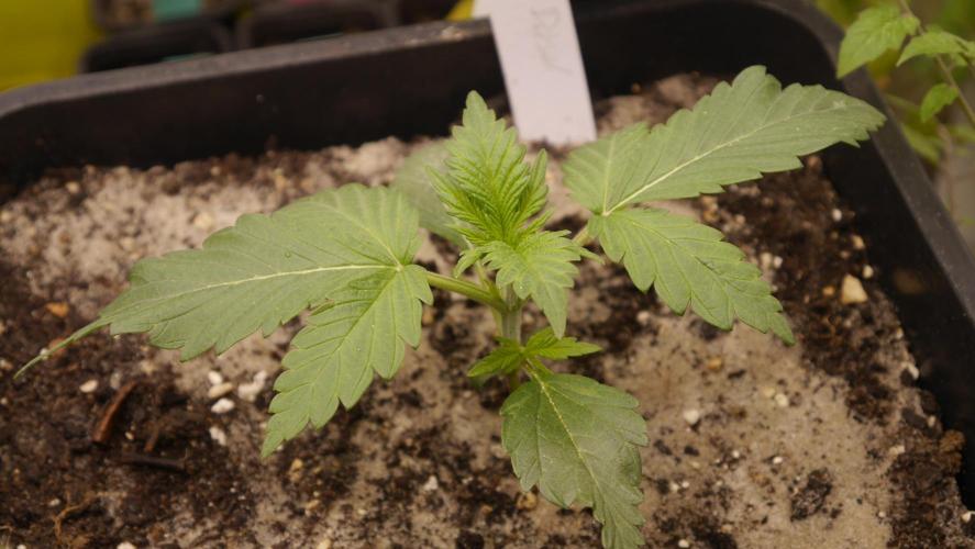 Sour Diesel Auto. Week 3