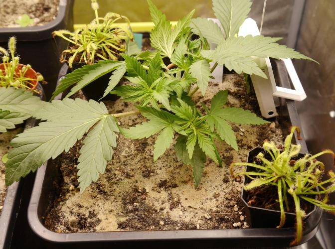 Sour Diesel Auto. Week 4