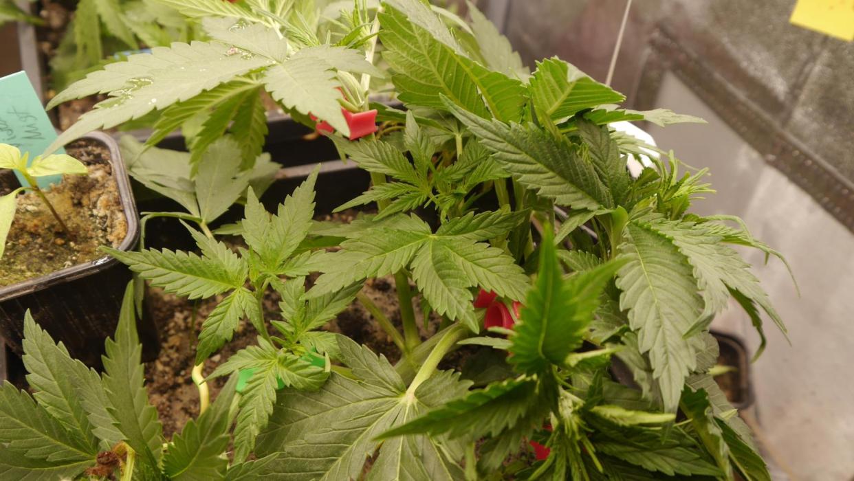 Sour Diesel Auto. Week 5