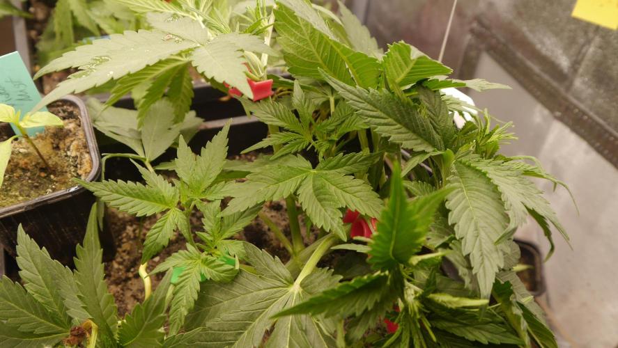 Sour Diesel Auto. Week 5