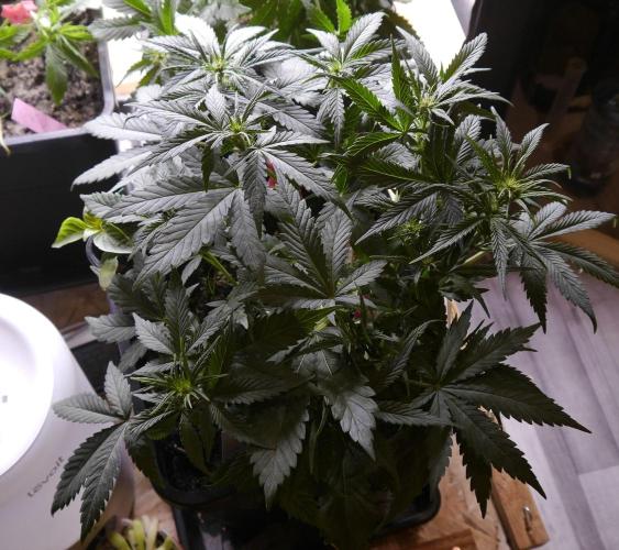 Sour Diesel Auto. Week 6
