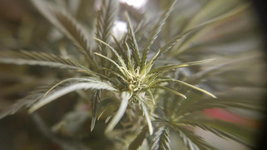 Sour Diesel Auto. Week 6