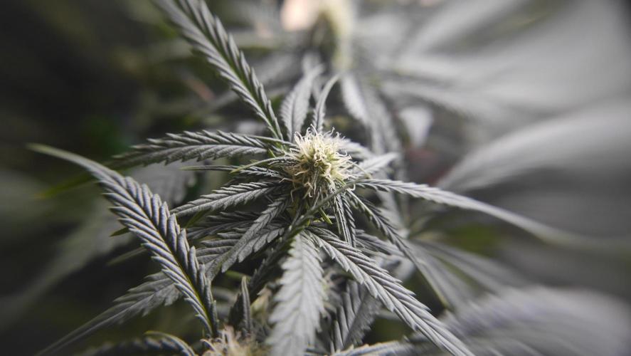 Sour Diesel Auto. Week 8