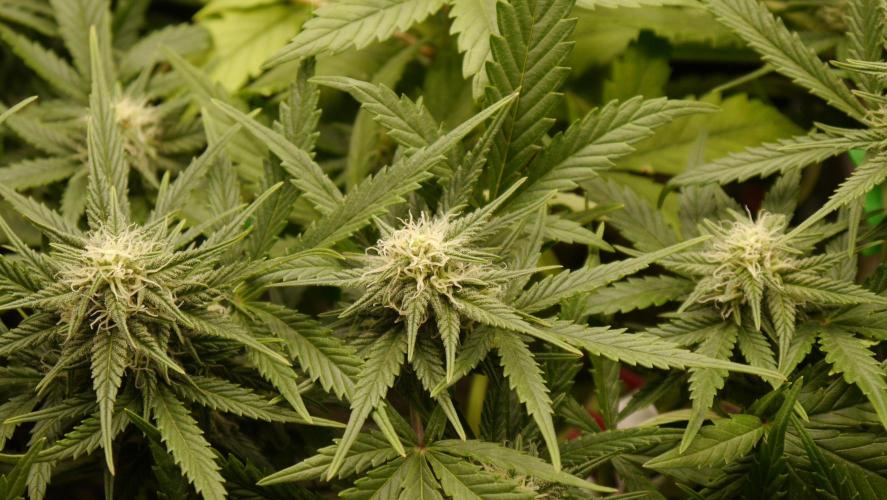 Sour Diesel Auto. Week 9