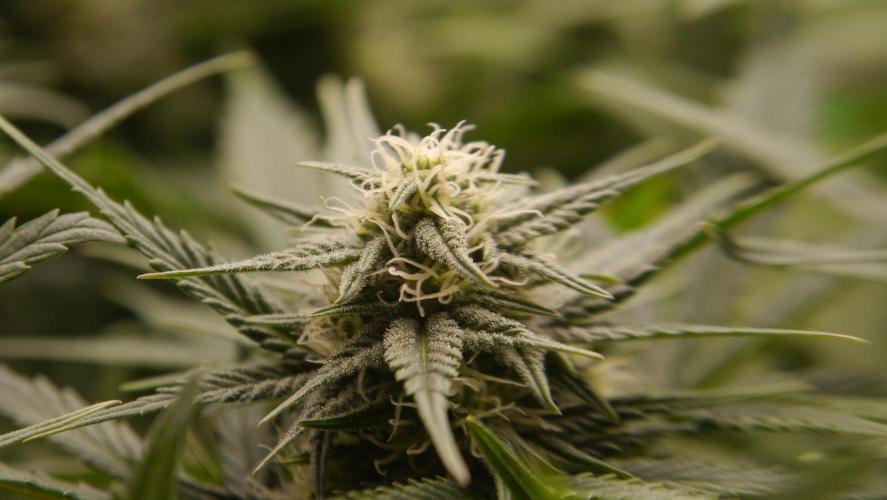 Sour Diesel Auto. Week 9