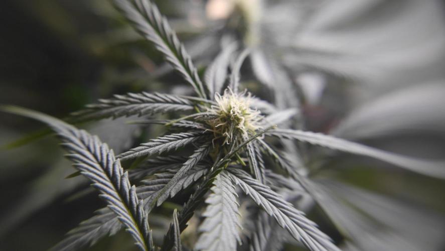 Sour Diesel Auto. Week 7