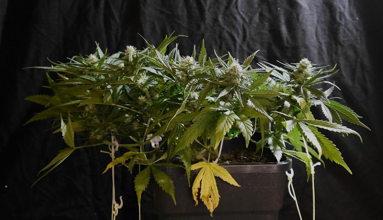 Sour Diesel Auto. Week 10