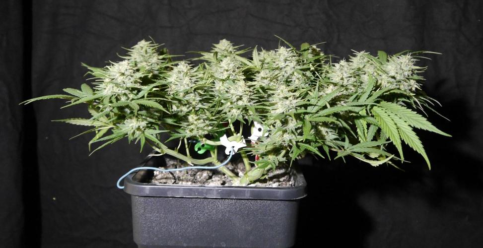 Sour Diesel Auto. Week 11