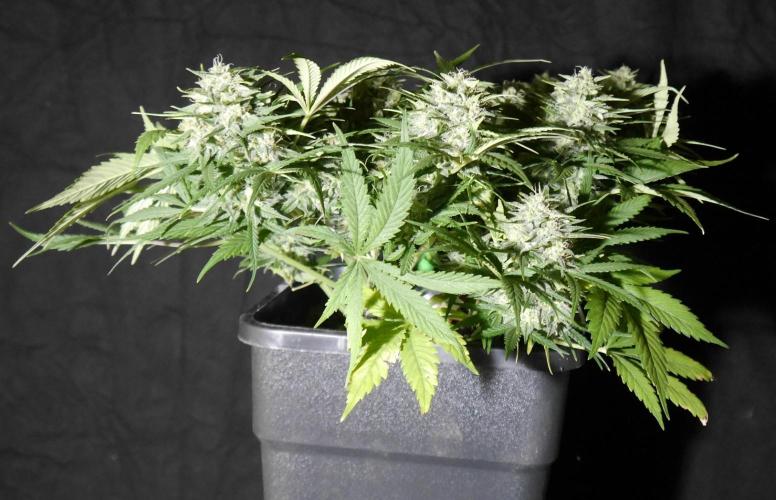 Sour Diesel Auto. Week 11