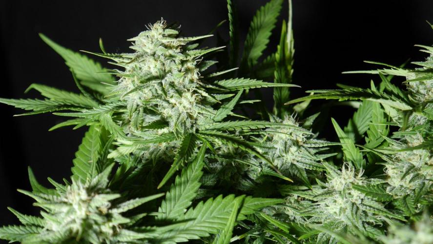 Sour Diesel Auto. Week 11