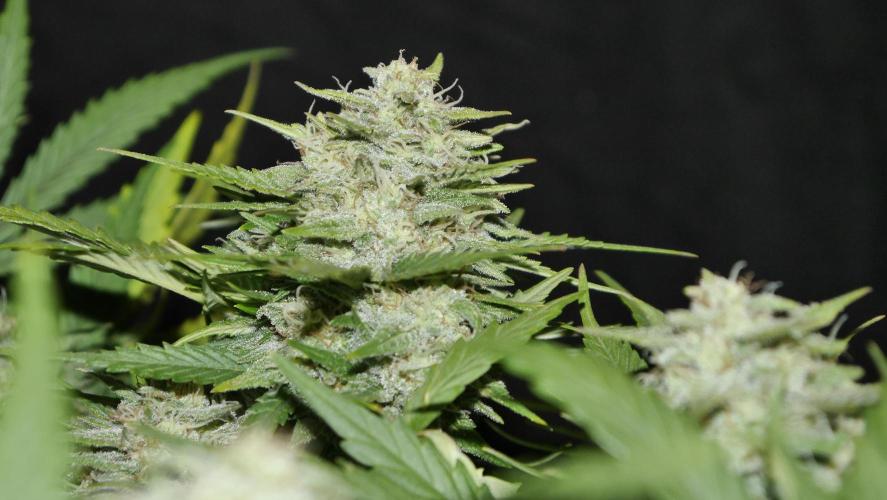 Sour Diesel Auto. Week 11