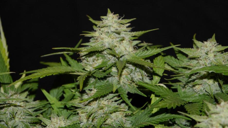 Sour Diesel Auto. Week 11