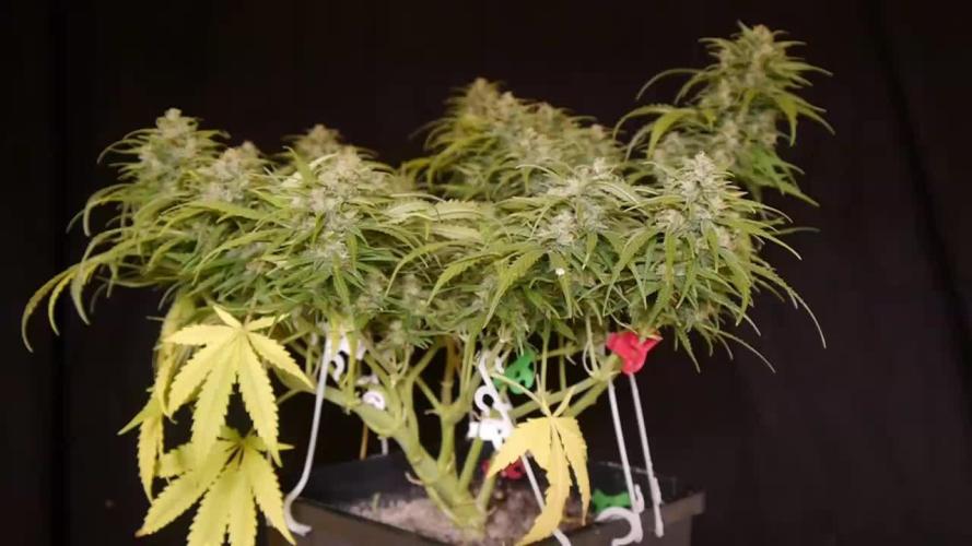 Sour Diesel Auto