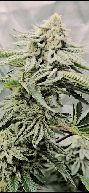 Comment by TerpRichGenetics photo #1