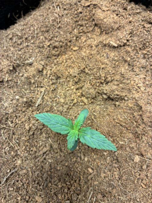First ever grow Pineapple Express. Week 1 - 6days after arch started to show. 