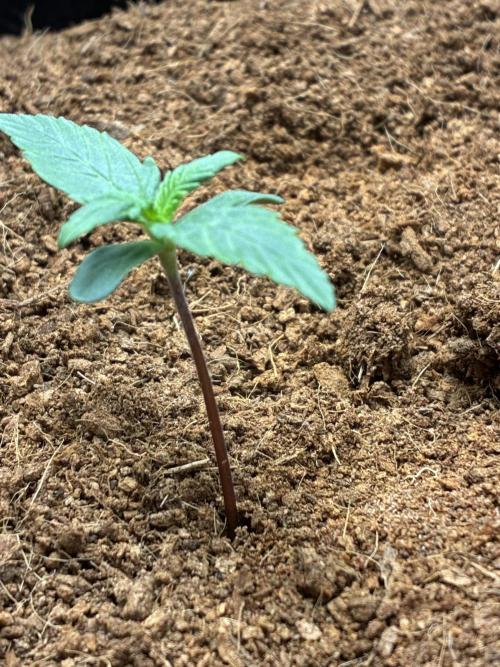 First ever grow Pineapple Express. Week 1